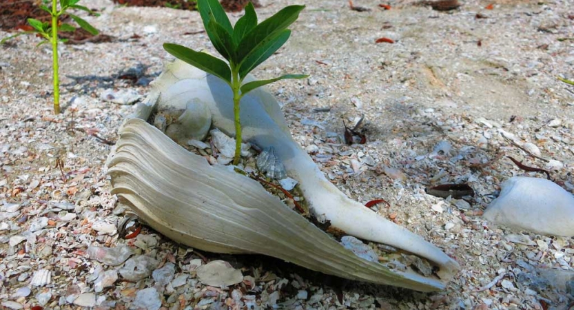 a green plant grows out of a seashell resting on a beach